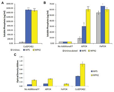 Endophyte-Promoted Phosphorus Solubilization in Populus